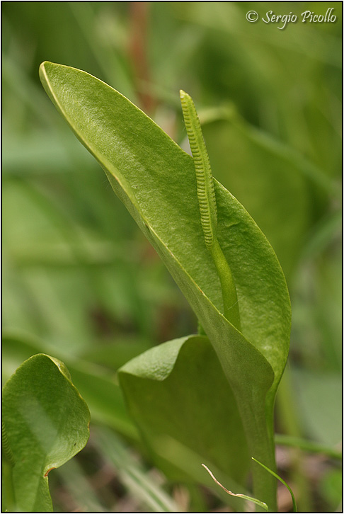 Ophioglossum_vulgatum_11v18_3449.jpg