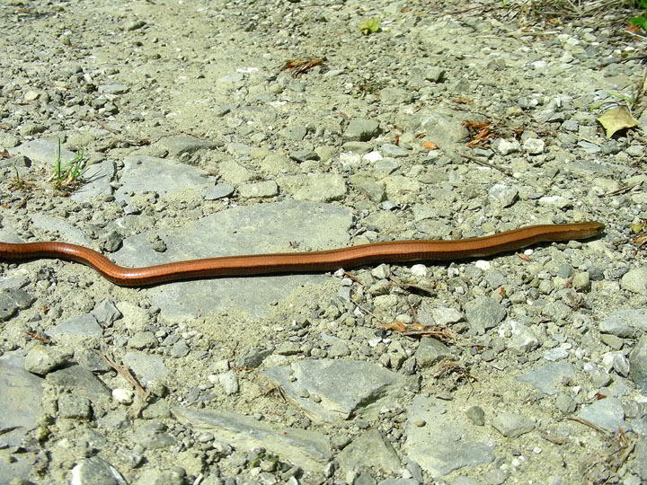 DSCN8958 copia.jpg
