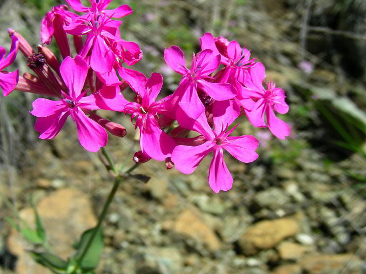 Silene armeria L. 80 copia.jpg