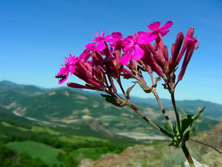 Silene armeria L. 79.jpg