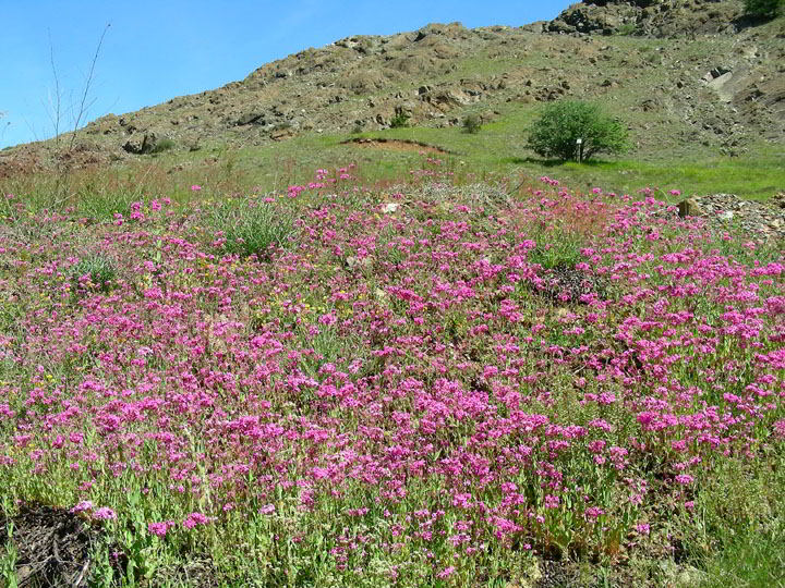 DSCN8392 copia.jpg