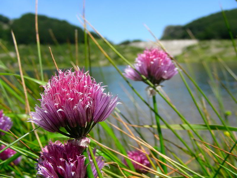 Allium-schoenoprasum-L.jpg