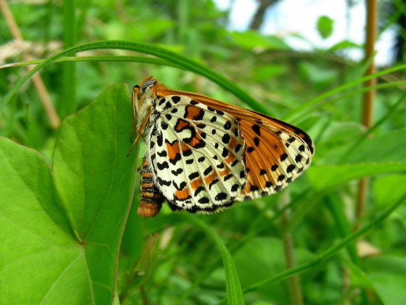 DSCN0245 copia.jpg