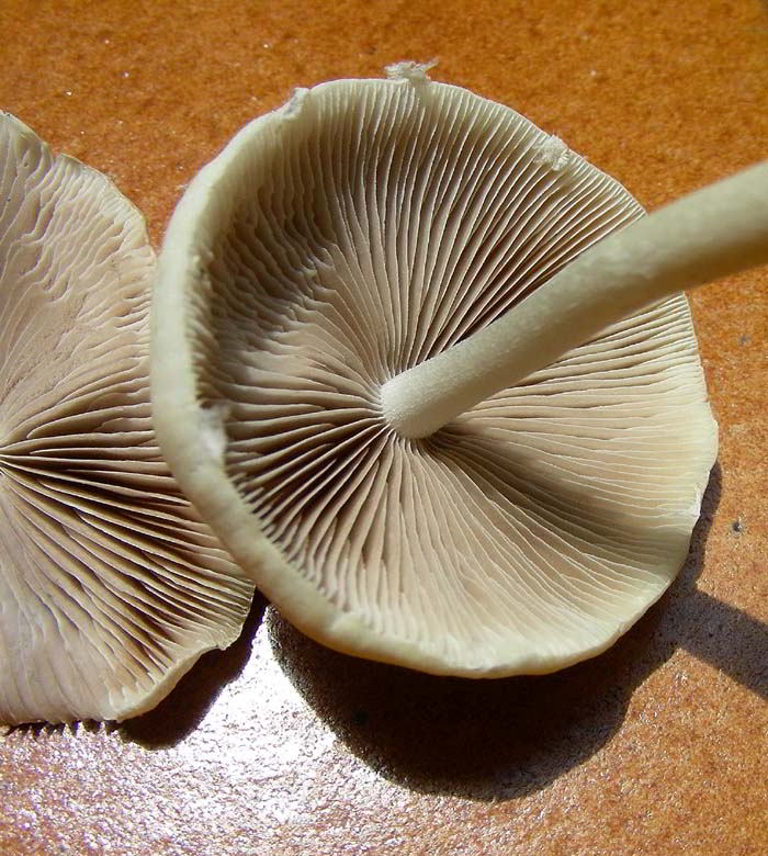 DSCN0486 copia.jpg