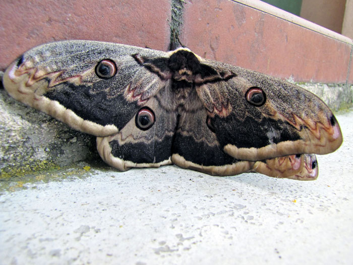 Immagine 006 copia.jpg