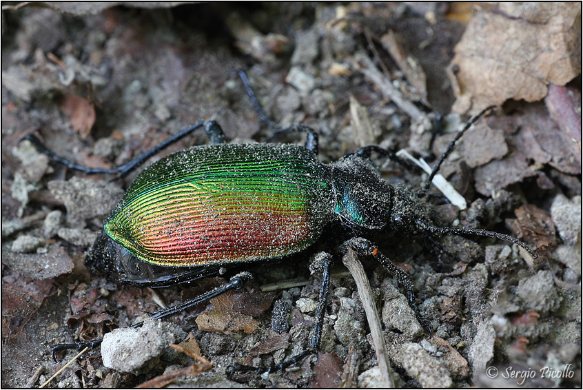 Calosoma_sychophanta_11vi28_5780.jpg