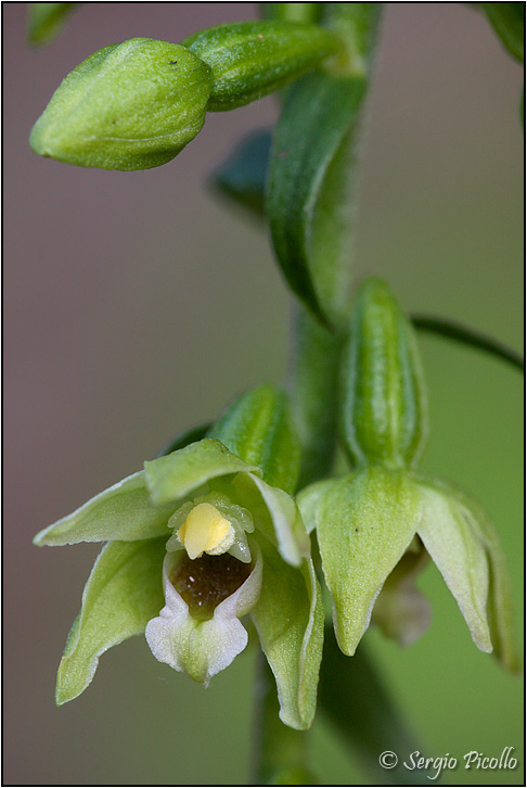 Epipactis_-B_11vii3_6025.jpg