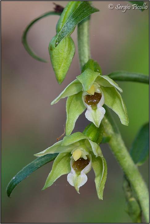 epipactis_A_11vii3_6015.jpg