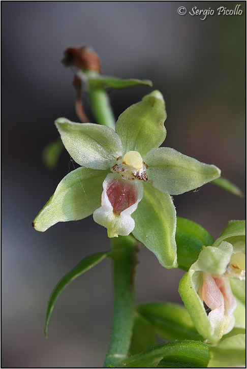 epipactis_C_11vii2_5941.jpg