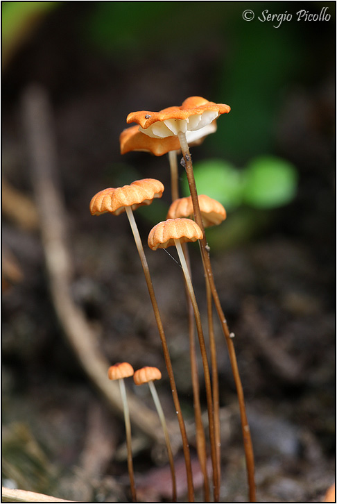 funghi_giunco_11vii6_6130.jpg