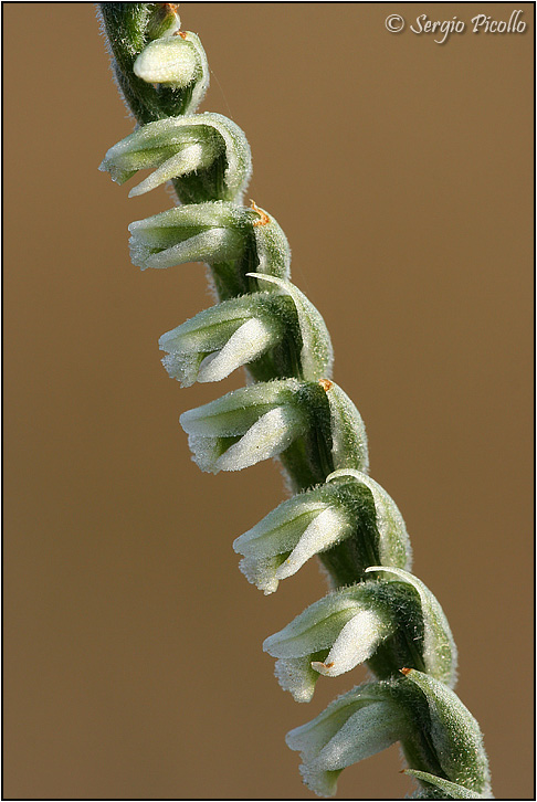 spiralis5.jpg