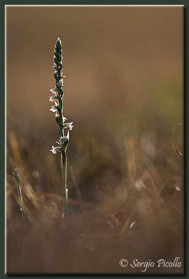 spirantes_08_4069.jpg