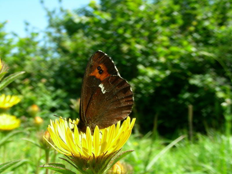 Inula-hirta-L.-con-farfalla.jpg