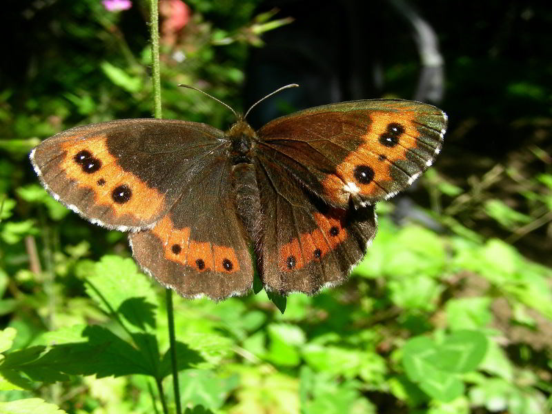 Erebia medusa 110703-21 copia.jpg