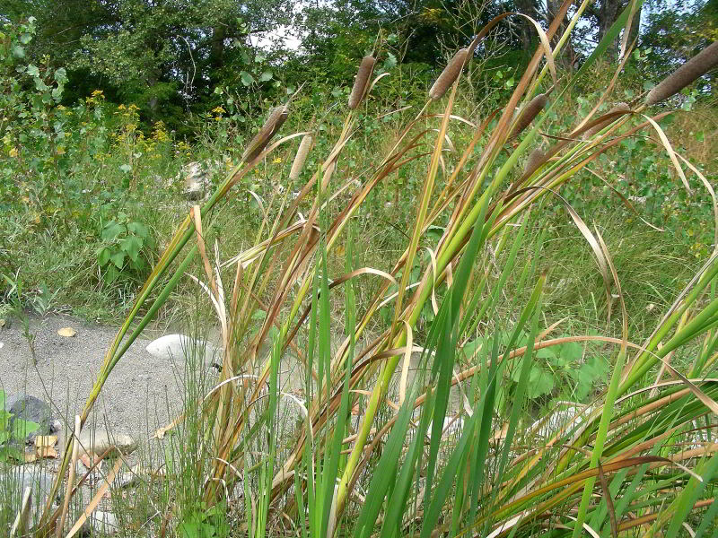 Typha shuttleworthii W.D.J. Koch & Sond. 76 copia.jpg