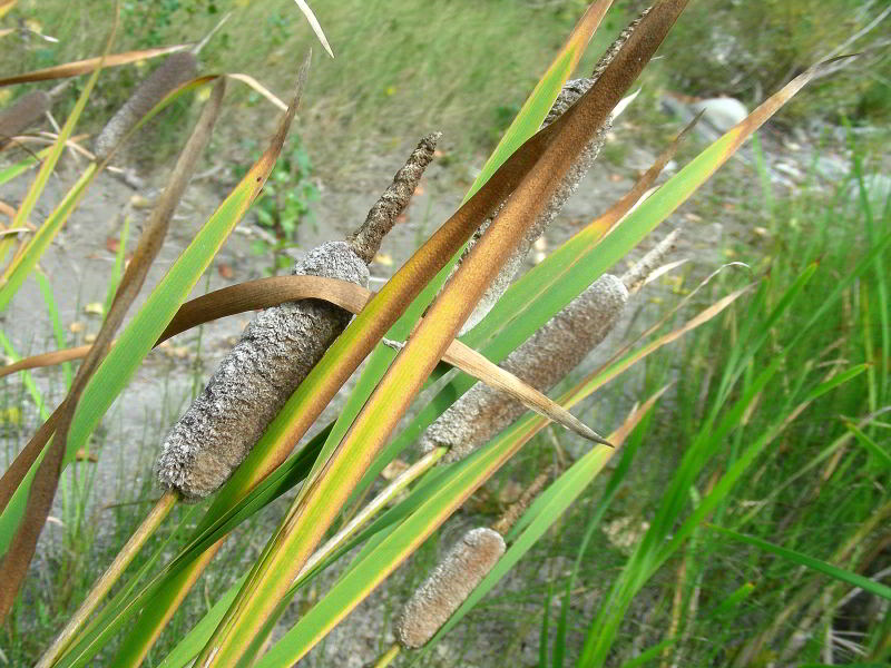 Typha shuttleworthii W.D.J. Koch & Sond. 81 copia.jpg