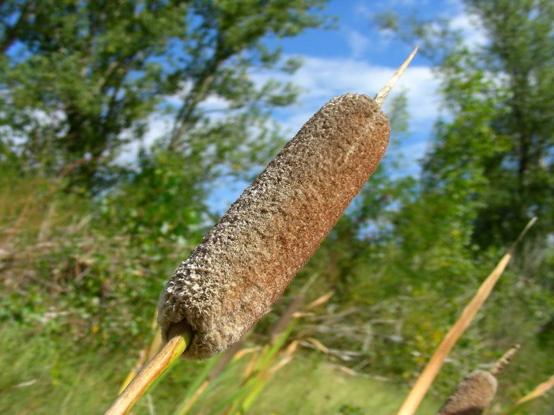 Typha shuttleworthii W.D.J. Koch & Sond. 86 copia.jpg