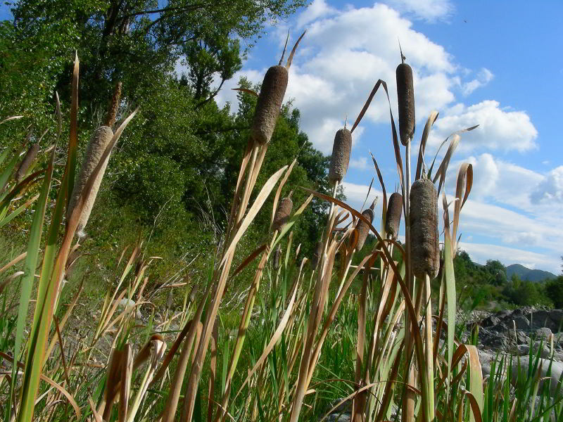 Typha shuttleworthii W.D.J. Koch & Sond. 88 copia.jpg