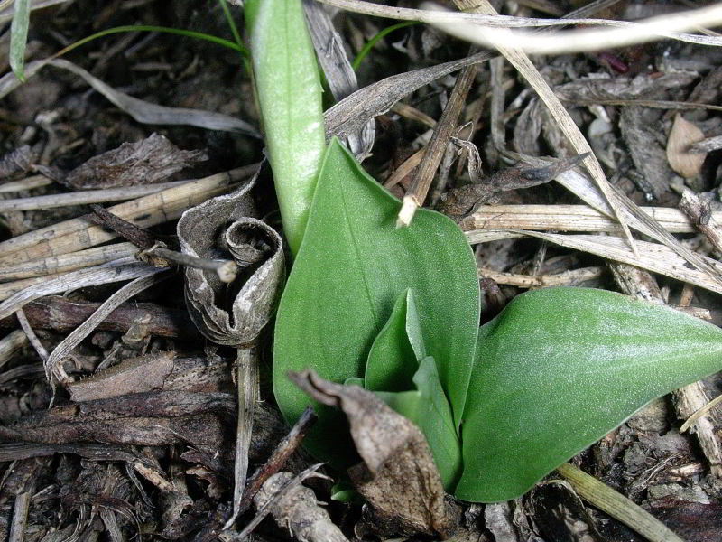 Spiranthes spiralis 171.JPG