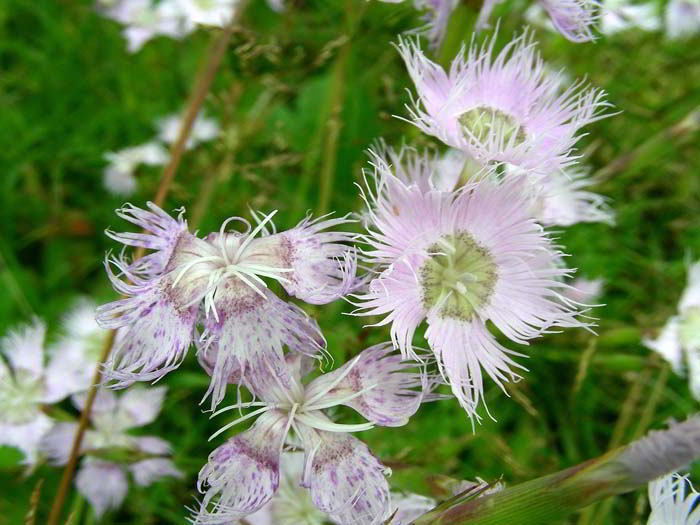 Dianthus monspessulanus L. 110731-15 (2).jpg