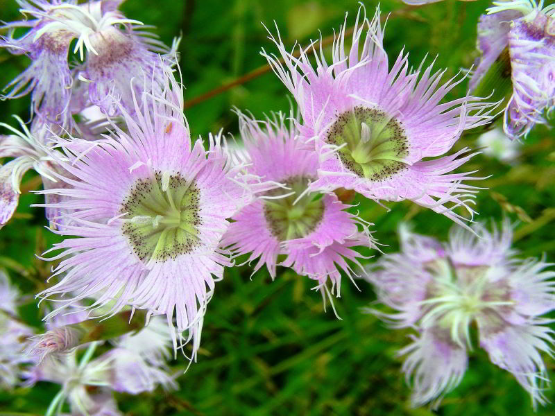 Dianthus monspessulanus L. 110731-18001.jpg