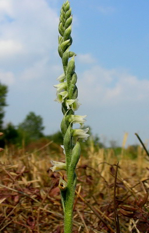 Spiranthes spiralis 534.JPG