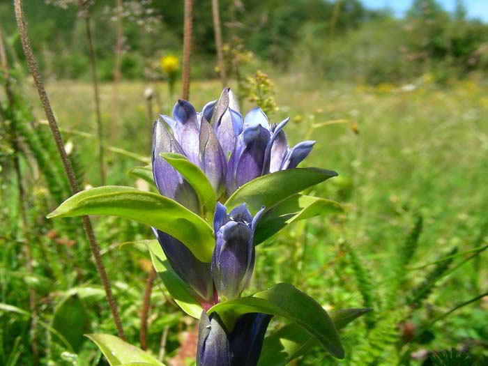 Gentiana cruciata L. subsp. cruciata 110731-78001.jpg