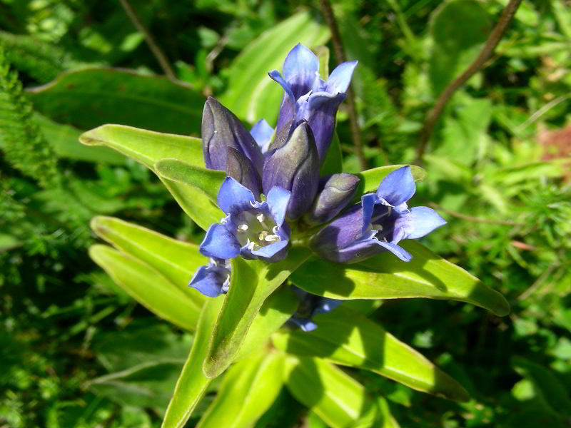 Gentiana cruciata L. subsp. cruciata 110731-79001.jpg