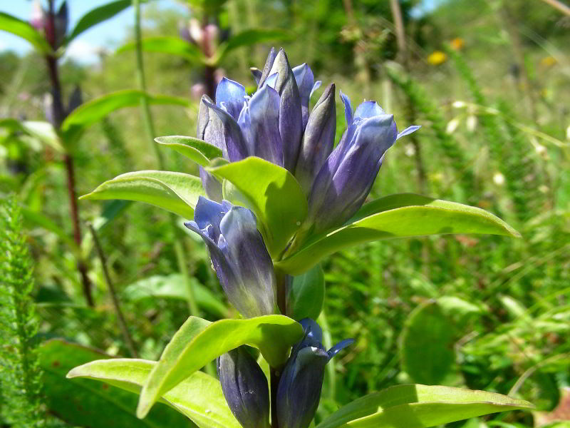 Gentiana cruciata L. subsp. cruciata 110731-82001.jpg