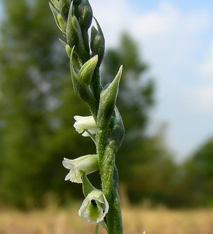 Spiranthes spiralis 535.JPG