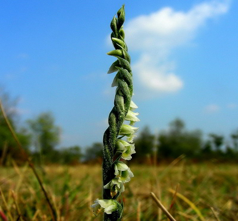 Spiranthes spiralis 537.JPG