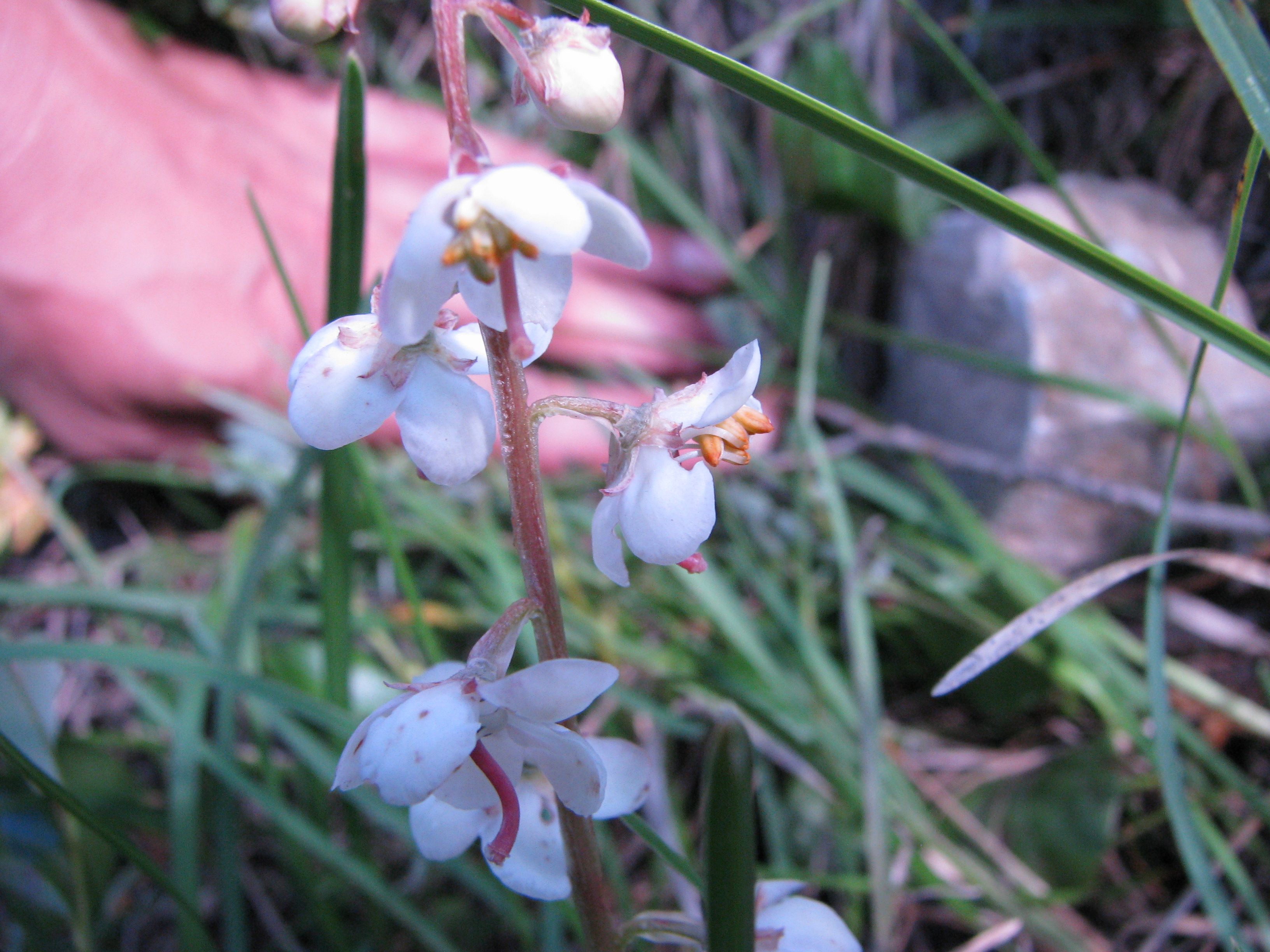 fiore da identificare 1.jpg