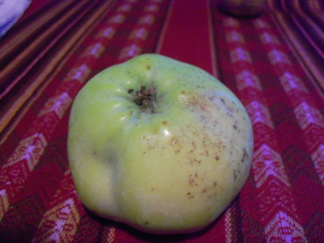 100_3625.JPG