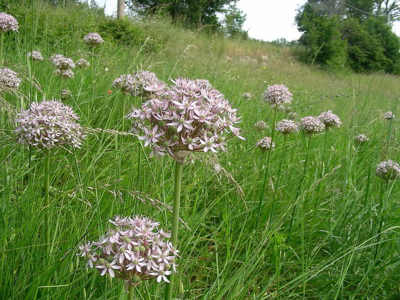 Allium nigrum 673.JPG