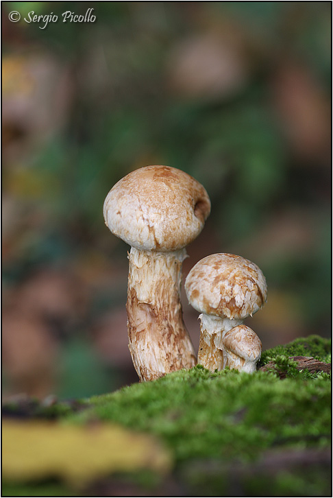 fungo_11x31_7974.jpg