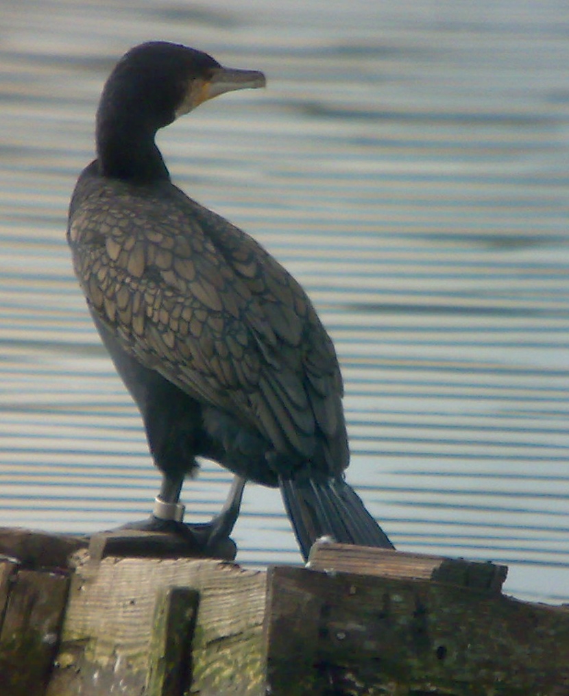 Cormorano_278693_rid.jpg