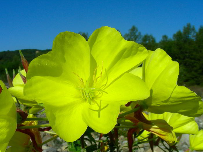 Oenothera glazioviana Micheli  110915-20.jpg