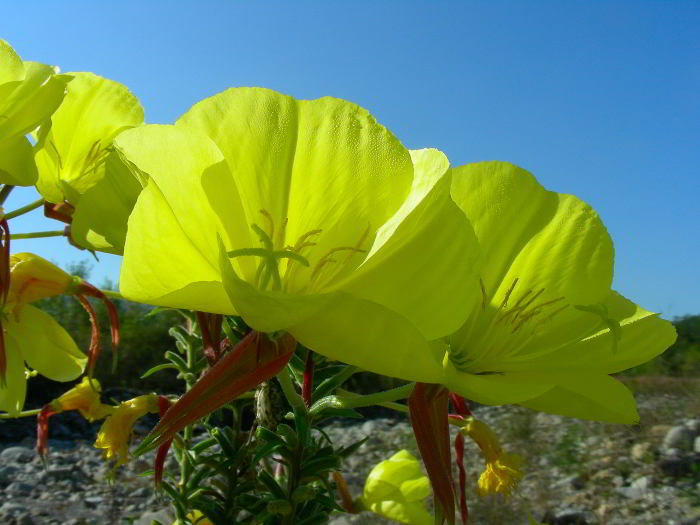 Oenothera glazioviana Micheli  110915-25.jpg