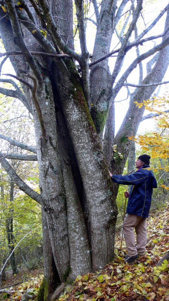 Tilia fusto.JPG