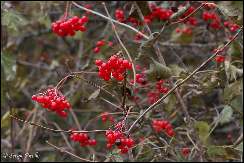 Viburnum_opulus_11xi3_8081.jpg