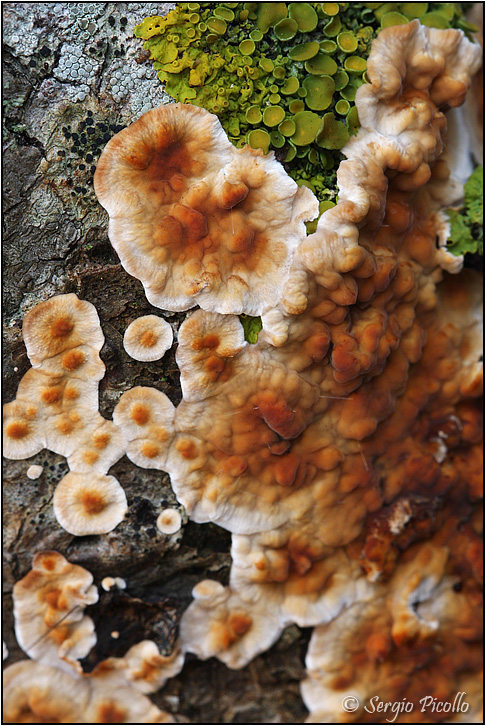 funghi_11xi10_8172.jpg