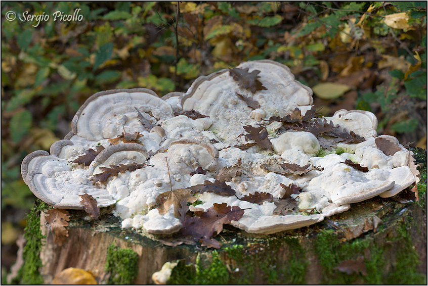 Tremetes_gibbosa_11xi17_8464.jpg