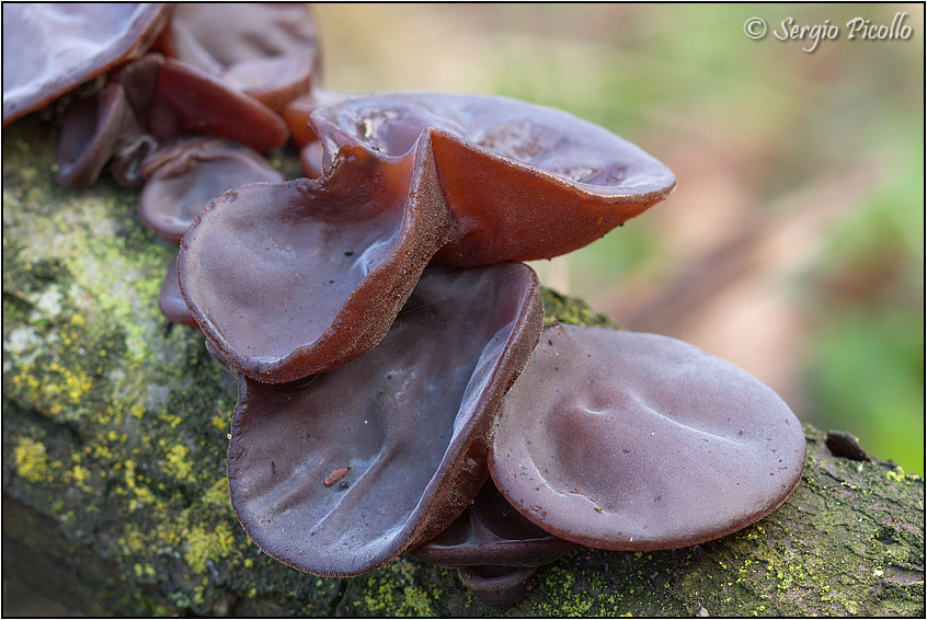 Auricularia_auricula-judae_11i11_0015G.jpg