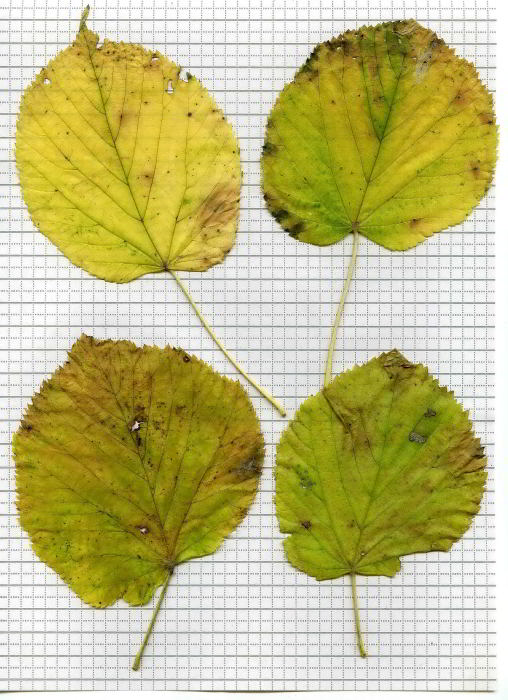 Tilia platyphyllos  259.jpg