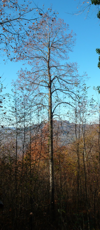 P1100233.JPG