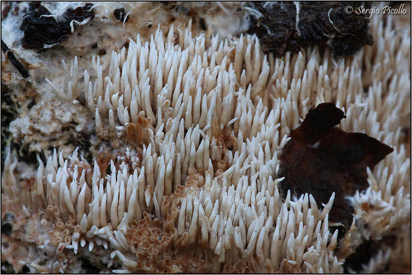 funghi_11xi17_8495G.jpg