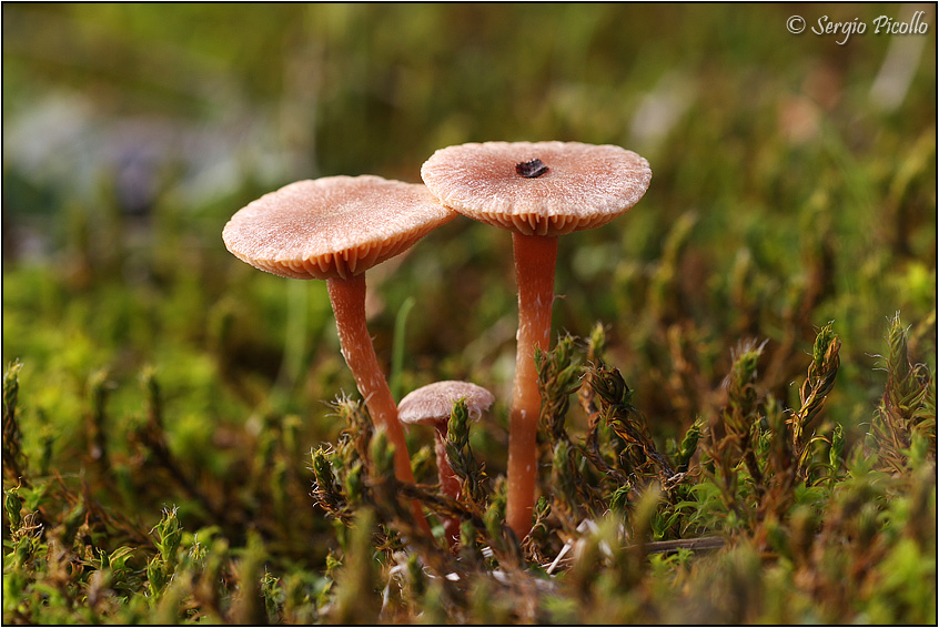 funghi_11xi13_8360.jpg