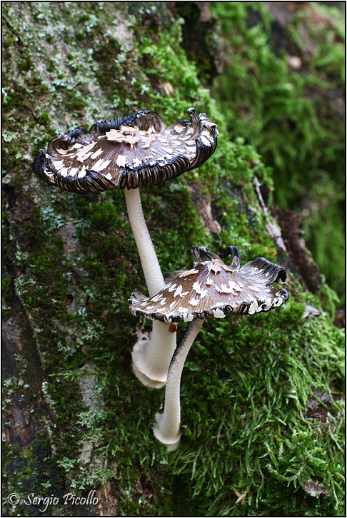 Coprinus_picaceus_11xi20_8494.jpg