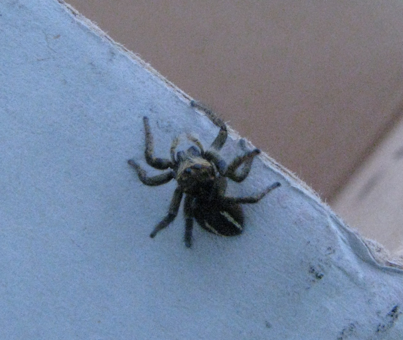 ragno Pradelle.jpg