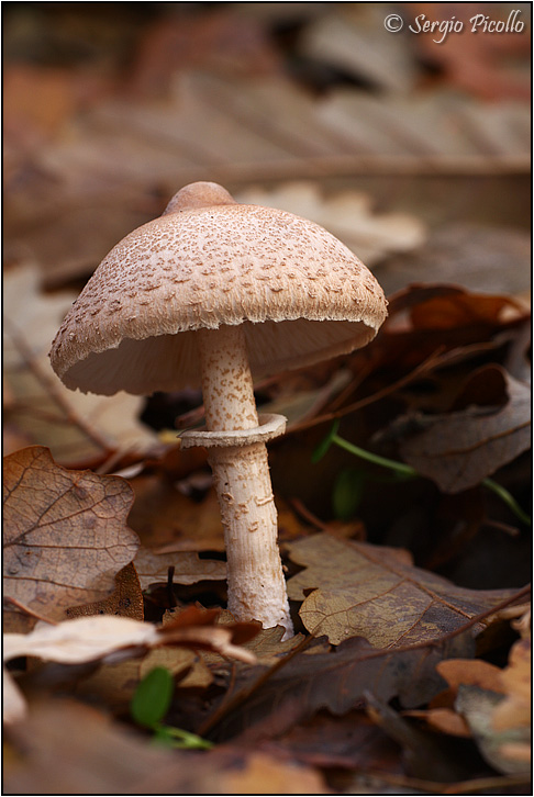Lepiota_11xii13_8587.jpg